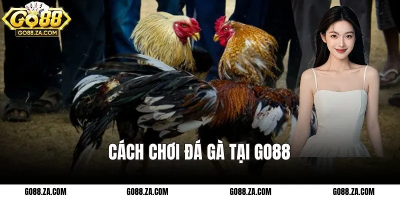 Cách chơi đá gà tại GO88 hiệu quả